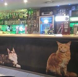 Pub 4 Koty, Grójec godziny otwarcia