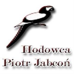 Hodowla ptaków egzotycznych Piotr Jabcoń, Skomielna Czarna godziny otwarcia