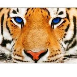 U TIGERA SKLEP OKAZYJNY PRZEMYSŁAW SITEK, Wieruszów godziny otwarcia