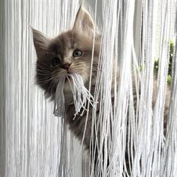 Hodowla kotów Maine Coon Pod Sosnami*PL, Łask godziny otwarcia