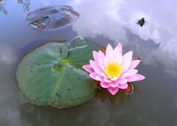 Lily Garden, Zduńska Wola godziny otwarcia