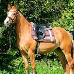 Ośrodek Jazdy Konnej PONY SPORT, Wieliczka godziny otwarcia