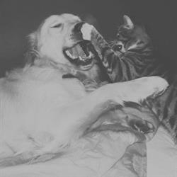 Sklep Zoologiczno0wędkarski GOLDEN, Twardogóra godziny otwarcia