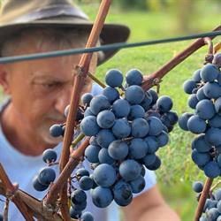 Winnogóra Winnica w Ogrodzie, Górzykowo godziny otwarcia