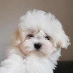 Hodowla psów Shih-Tzu & Maltańczyk Elmandi, Stanisławice godziny otwarcia