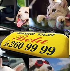 Radio Taxi Beta Dąbrowa Górnicza, godziny otwarcia
