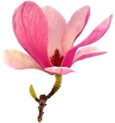 Szkółka krzewów ozdobnych Magnolia, Zawiercie godziny otwarcia