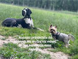 Salon Groomerski Pupil. Strzyżenie & Pielęgnacja Psów, Jelenia Góra godziny otwarcia