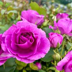 MAGIC ROSE., Przelewice godziny otwarcia