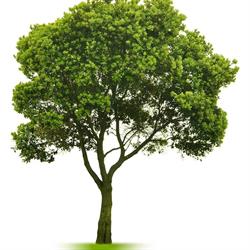 Green Plant Usługi Ogrodnicze, Lipnica Górna godziny otwarcia