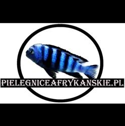 Hodowla pielęgnic afrykańskich, Żory godziny otwarcia