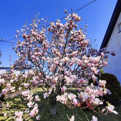 Magnolia Ogrody, Krosno godziny otwarcia