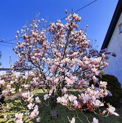 Magnolia Ogrody, Krosno godziny otwarcia