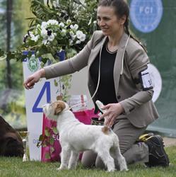 Jack Russell Terrier DAGOBAH FCI Hodowla Psow Rasowych, Sosnowiec godziny otwarcia