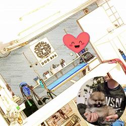DOG SPA salon pielegnacji zwierząt, Cielcza godziny otwarcia