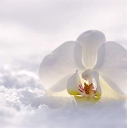 Kwiaciarnia. Orchidea Agnieszka Budzisz, Jastarnia godziny otwarcia
