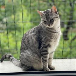 Cat-House, Dąbrowa Górnicza godziny otwarcia