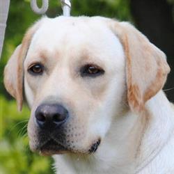 Zaciszna Knieja FCI. Hodowla Labrador Retriever., Lipce Reymontowskie godziny otwarcia