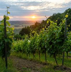 Winnica Dąbrówka, Dąbrówka Szczepanowska godziny otwarcia