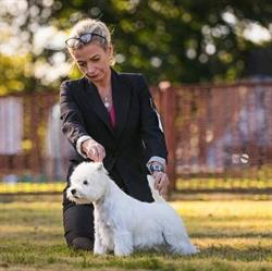 Sienatori Hodowla West Highland White Terrier i Terrier Szkocki, Dachowa godziny otwarcia