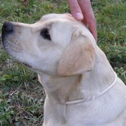 Perfect Breed - Hodowla psów Labrador Retriever i Golden Retriever, Kwiatkowice godziny otwarcia