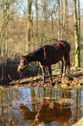 Patalejowo Gospodarstwo Jeździeckie, Włodzice Wielkie godziny otwarcia