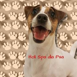 Holi Spa dla Psa, Końskie godziny otwarcia