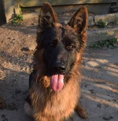 Hodowla Owczarków Niemieckich "Golden Dog", Konin godziny otwarcia