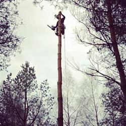 Wycinka i pielęgnacja drzew - Drwal - Arborysta - metodą alpinistyczną, Gdańsk godziny otwarcia