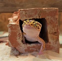 Sklep zoologiczny - Projekt Naturalny, Poznań godziny otwarcia