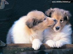AnimalFriends, Otwock godziny otwarcia