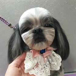 Dog Angeles - salon pielęgnacji zwierząt, Wrocław godziny otwarcia