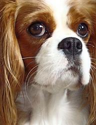 Ze Szlachetnego Rodu Hodowla Psów Rasowych Cavalier King Charles Spaniel, Zawiercie godziny otwarcia