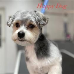Happy Dog Salon Pielęgnacji Psów Groomer psi fryzjer strzyżenie psów Kobyłka, godziny otwarcia