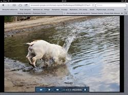 Bulldog Gabinet Weterynaryjny Bulldog, Warszawa godziny otwarcia