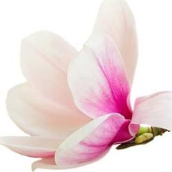 Magnolia Pokoje Gościnne, Malbork godziny otwarcia