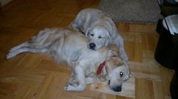 Hodowla Golden Retriever Flowers of Visteria, Targowisko godziny otwarcia