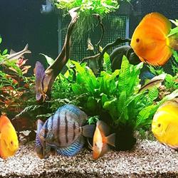 Sklep Zoologiczny Discus, Krotoszyn godziny otwarcia