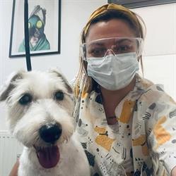 Dogue Grooming Salon, Poznań godziny otwarcia