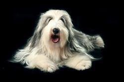 Shaggy Dog - SPA dla PSA, hotel dla zwierząt, sklep zoo, Luboń godziny otwarcia