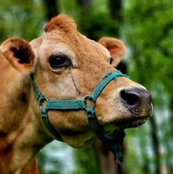 Stajnia Miejska Mini Zoo w Żywcu, Żywiec godziny otwarcia
