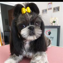 Lucky dog - Salon Psiej Urody, Stargard godziny otwarcia
