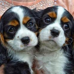 Hodowla Psów Patchy Dogs, Krobia godziny otwarcia