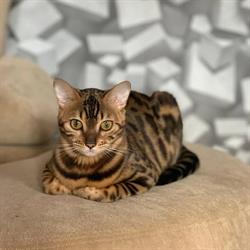 Spod Znaku Lwa - Hodowla kotów bengalskich i Maine Coon, Osieczna godziny otwarcia