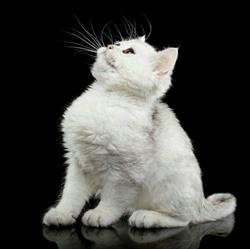 British Shorthair&Longhair Cattery Bueno PL Hodowla kotów brytyjskich, Bystrzyca godziny otwarcia