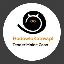Hodowla kotów Tender Maine Coon, Bytom godziny otwarcia
