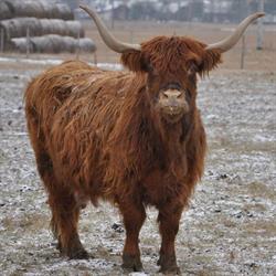 Zagroda bydła Highland Cattle, Pagorzyna godziny otwarcia