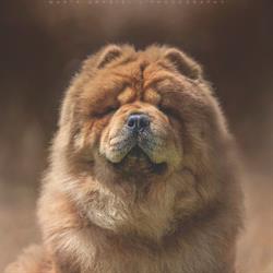 Hodowla Psów Rasowych Chow Chow - From Asia With Love, Barcice Dolne godziny otwarcia