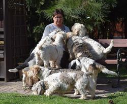 Petit Basset Griffon Vendeen z Chybowego Gniazda, Poznań godziny otwarcia