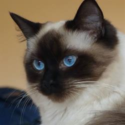 Hodowla Cadi-Cat PL, Mysłowice godziny otwarcia